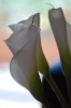 calla23
