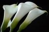 calla24