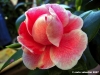camelie01