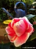 camelie02