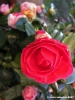 camelie04