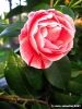 camelie07