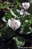 ciclamini003