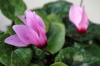 ciclamino2_040510