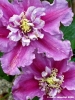 clematis_piilu2