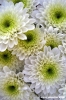 crisantemi09_061013