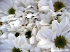 crisantemi11_061013