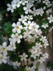 fiorellini1_040511