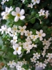 fiorellini2_040511