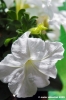 fiori_bianchi1
