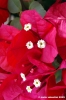fiori_bouganvillea2