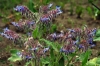 fiori_di_borragine_040507