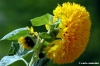 fiori_girasole1