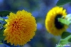fiori_girasole2