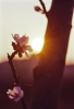 fiori_pesco890311d69