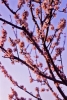 fiori_pesco890311f69