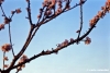 fiori_pesco890311h69