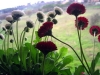 fiori_pratoline02