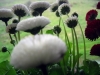 fiori_pratoline03