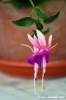 fiori_viola1