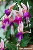 fiori_viola4