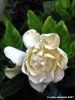 gardenia01