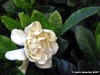 gardenia02