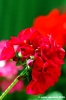 geranio4_050427