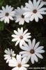 gerbere_bianche2
