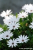 gerbere_bianche3