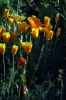 giardino_dell_iris2