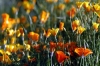 giardino_dell_iris3