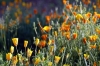 giardino_dell_iris5