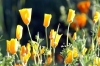 giardino_dell_iris5