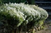 giardino_dell_iris7