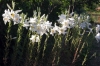 gigli1_040604