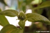 girasole