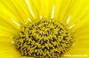girasole02