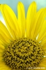 girasole03