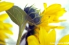 girasole05