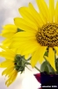 girasole08