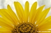girasole09