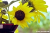 girasole11