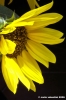 girasole14