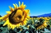 girasole643_42