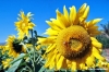 girasole643_44