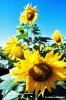 girasole643_47