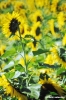 girasole644_03