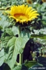 girasole656_45