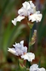 girdino_iris03